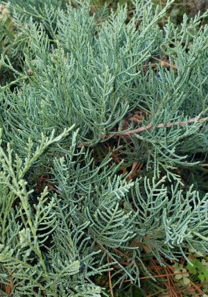 Grey Owl Juniper, Juniperus 'Grey Owl', J. virginiana 'Grey Owl'